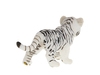 Детеныш белого тигра. Вид 3