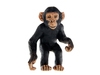 Детеныш шимпанзе. Вид 1