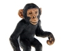 Детеныш шимпанзе. Вид 4