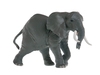 Африканский слон. Вид 1